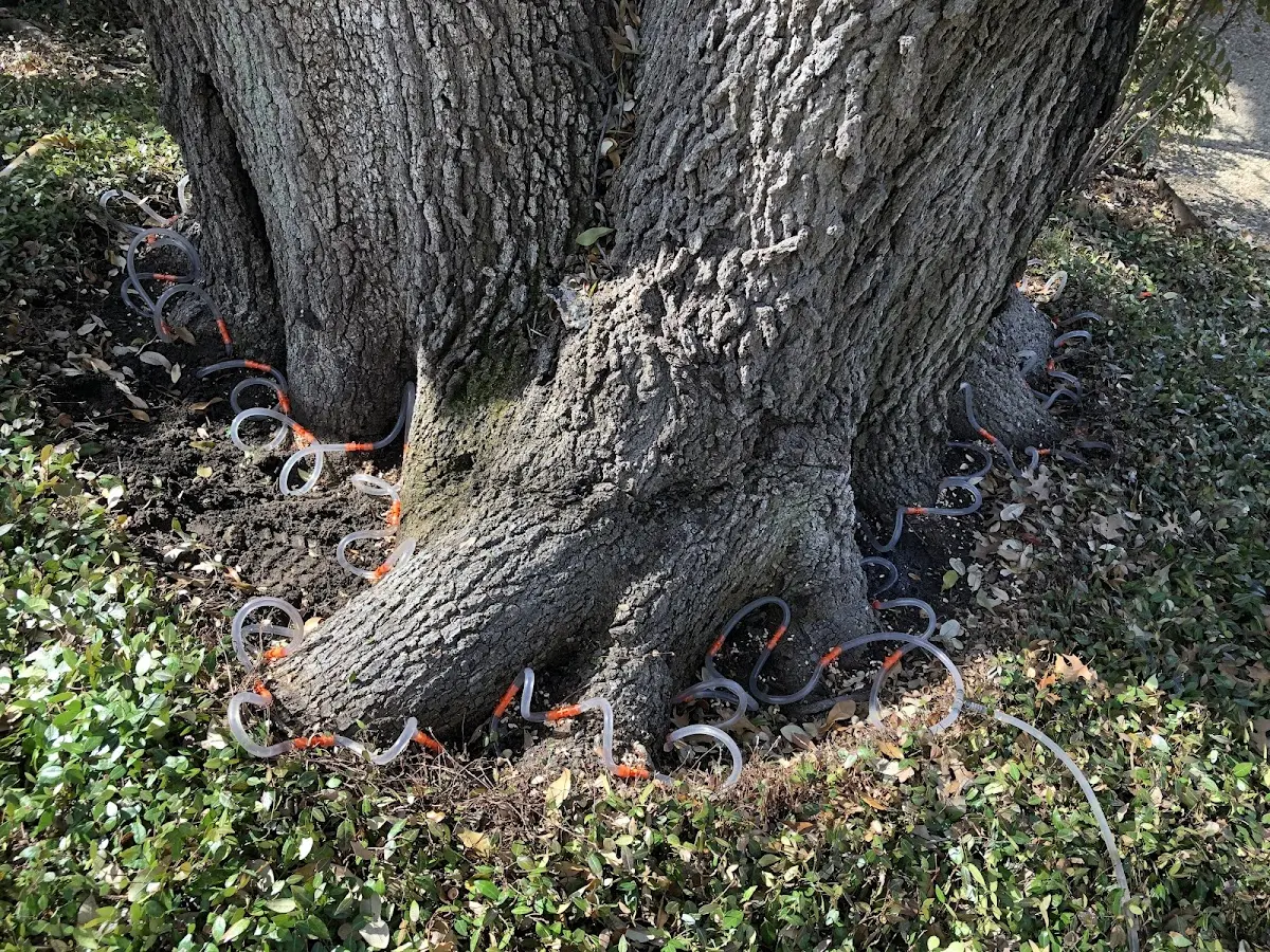 Detailed Tree Cabling and Bracing job site in Ogdensburg