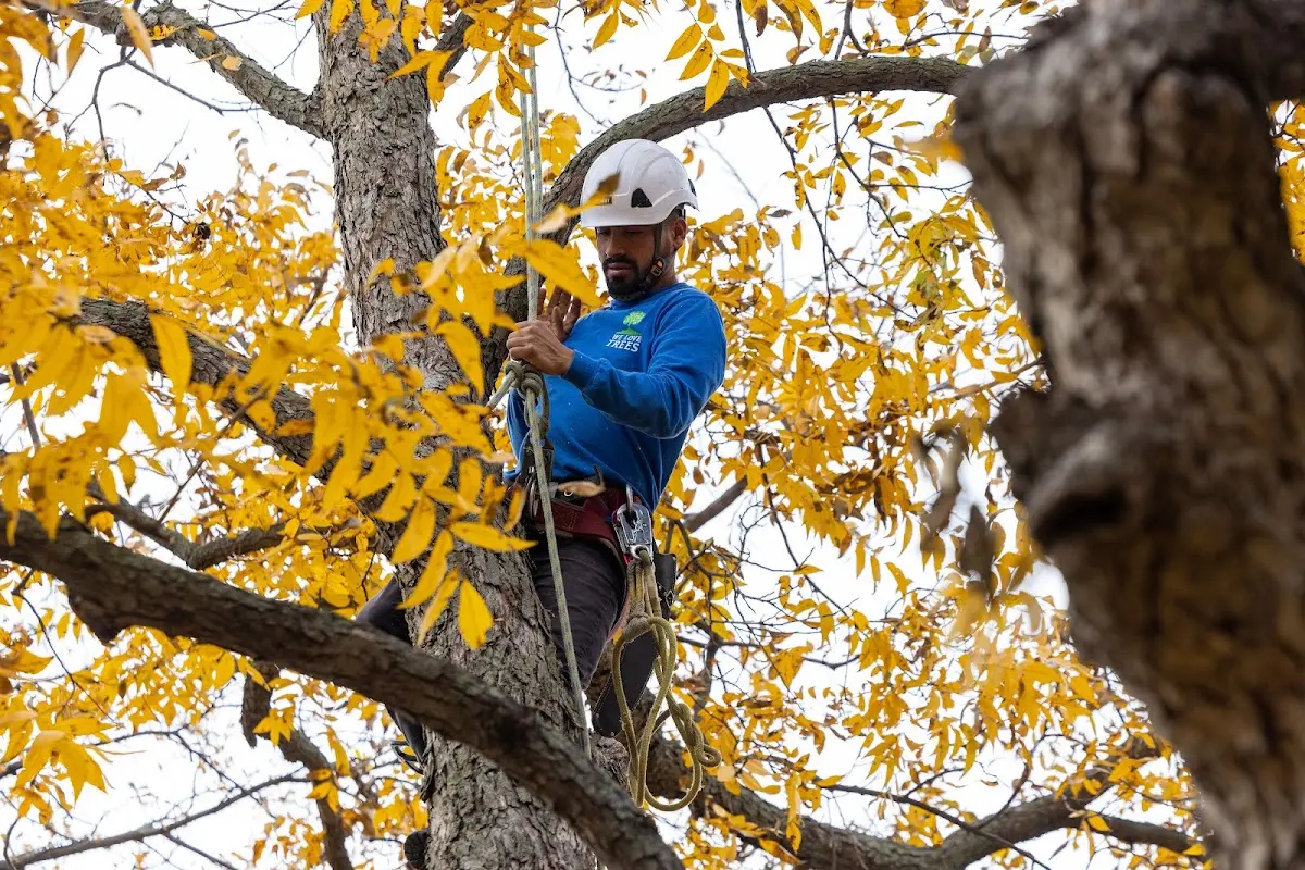 Skilled Tree Pruning crew working in Ogdensburg